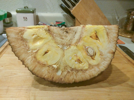 Jackfruit (Artocarpus heterophyllus) is a species of tree in the Artocarpus genus of the mulberry...