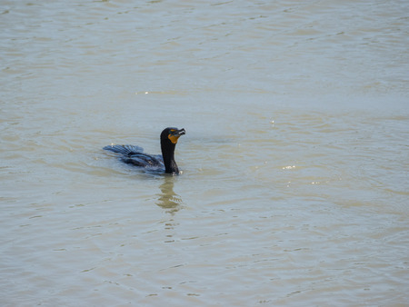 Double-crested cormorant (Phalacrocorax auritus) is a member of the cormorant family of seabirds. It is widely distributed across North America.の写真素材
