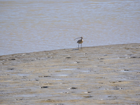 Long-billed curlew (Numenius americanus) is a large North American shorebird of the family Scolopacidae. The species is native to central and western North America.の写真素材