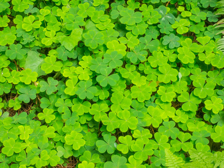 Redwood sorrel (Oxalis oregana) os a short, herbaceous perennial plant with erect flowering stems...