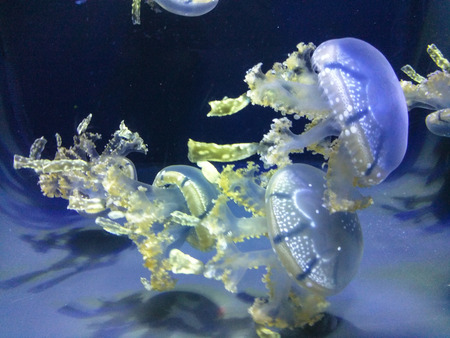 California Academy of Sciences is among the largest museums of natural history in the world.のeditorial素材