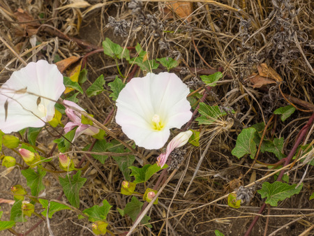 Field bindweed (Convolvulus arvensis) is a species of bindweed in the morning glory family
