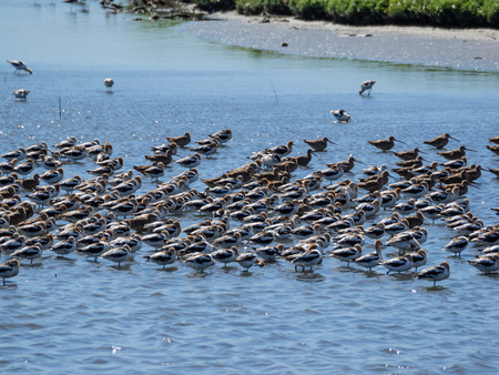 American avocet (Recurvirostra americana) is a large wader in the avocet and stilt family, Recurvirostridae.の写真素材