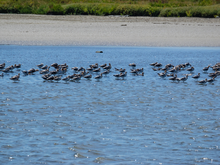 American avocet (Recurvirostra americana) is a large wader in the avocet and stilt family, Recurvirostridae.の写真素材