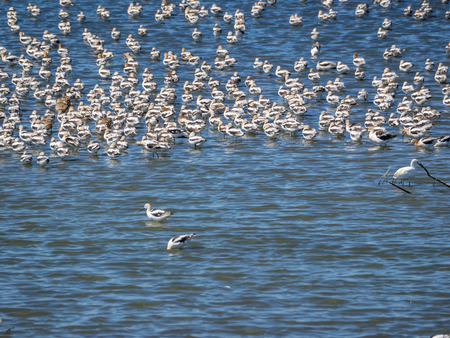 American avocet (Recurvirostra americana) is a large wader in the avocet and stilt family, Recurvirostridae.の写真素材