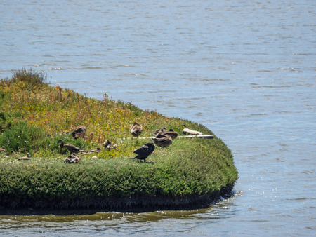 Palo Alto Baylands Nature Preserve is the largest tract of undisturbed marshland remaining in the San Francisco Bay. Fifteen miles of multi-use trails provide access to a unique mixture of tidal and fresh water habitats.の写真素材