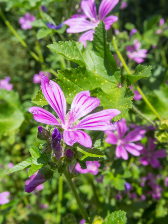 Meadow cranesbill (Geranium pratense) is a species of hardy flowering herbaceous perennial plant in the genus Geranium and family Geraniaceae.の写真素材