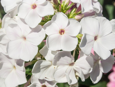 Garden phlox (Phlox paniculata) is a species of flowering plant in the family Polemoniaceaeの写真素材