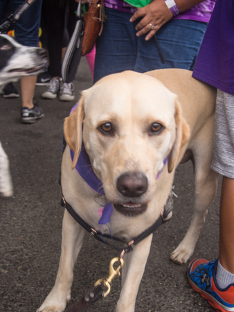 SAN JOSE, CA/USA - October 10, 2015: San Jose Walk to End Alzheimerâs is a part the worldâs largest event to raise awareness and funds for Alzheimerâs care, support and research.のeditorial素材