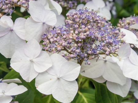 Bigleaf hydrangea (Hydrangea macrophylla) is a species of flowering plant in the family...