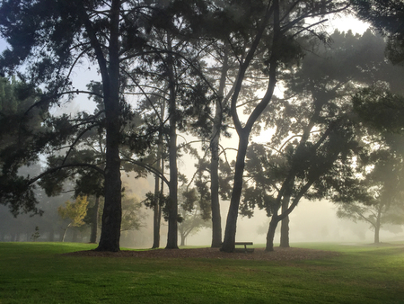 Low morning fog floats around trees in Rengstorff Parkの写真素材