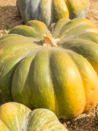 Fairytale pumpkin is deeply ribbed and has a very smooth hard surface. It is dark green in color when immature, and as it cures it turns a gorgeous deep mohagony.の写真素材