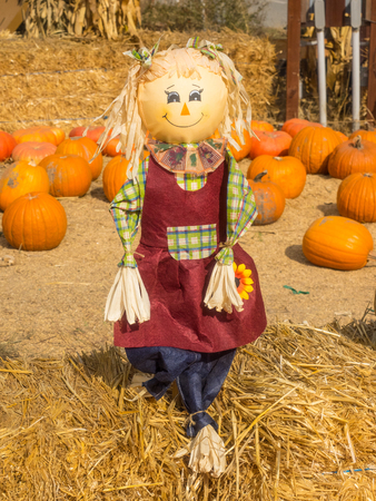 Scarecrow is a decoy or mannequin in the shape of a human. It is usually dressed in old clothes and placed in open fields to discourage birds such as crows or sparrows from disturbing and feeding on recently cast seed and growing crops.の写真素材