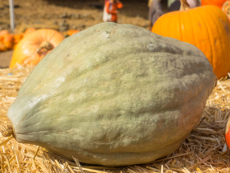 Blue Hubbard squash is teardrop-shaped fruit weigh 15-40 lbs and have sweet, fine-grained, golden flesh.の写真素材
