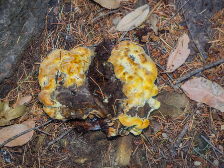 Bracket fungi, or shelf fungi, are among the many groups of fungi that comprise the phylum Basidiomycota.の写真素材