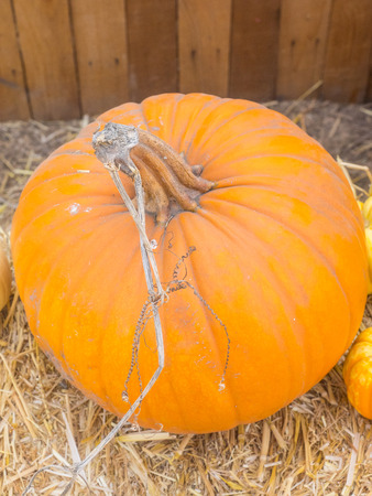 Pumpkin (Cucurbita pepo) is a cultivated plant that is round, with smooth, slightly ribbed skin and deep yellow to orange coloration.の写真素材