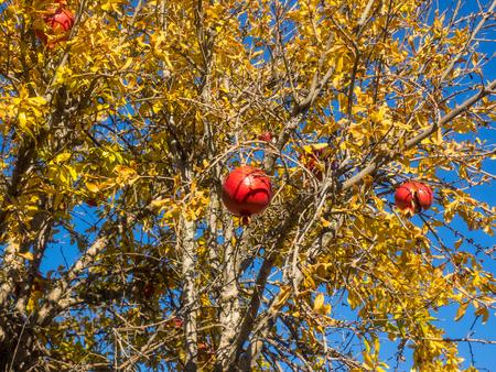 Pomegranate (Punica granatum) is a fruit-bearing deciduous shrub or small tree.の写真素材