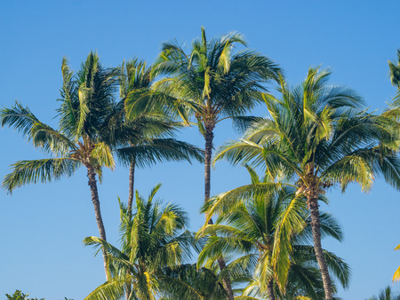 Coconut Palm (Cocos nucifera) is a large palm with pinnate leaves.