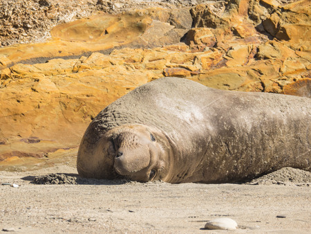 Northern elephant seal (Mirounga angustirostris) is one of two species of elephant seal that lives in the eastern Pacific Ocean. Feeding grounds extend from northern Baja California to northern Vancouver Island.の写真素材