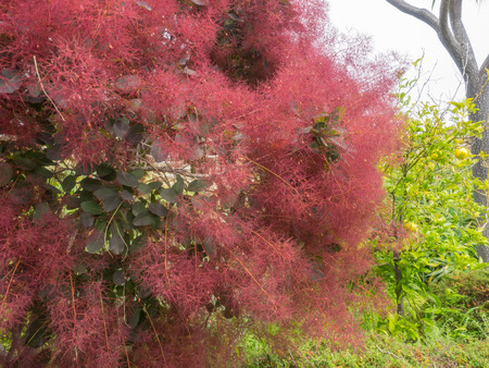 Smoke tree (Cotinus coggygria) is a species of flowering plant in the family Anacardiaceae, native...