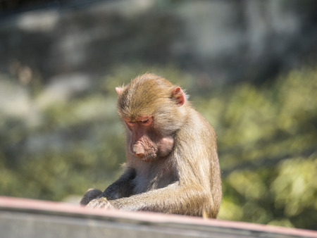 Hamadryas baboon (Papio hamadryas) is a species of baboon from the Old World monkey family.