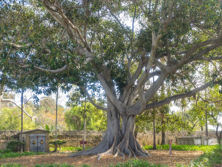 Moreton Bay Fig Tree located in Santa Barbara MIssion garden.の写真素材