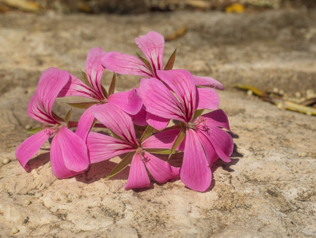 Garden geranium (Pelargonium × hortorum) is a nothospecies of Pelargonium most commonly used as an ornamental plant.の写真素材