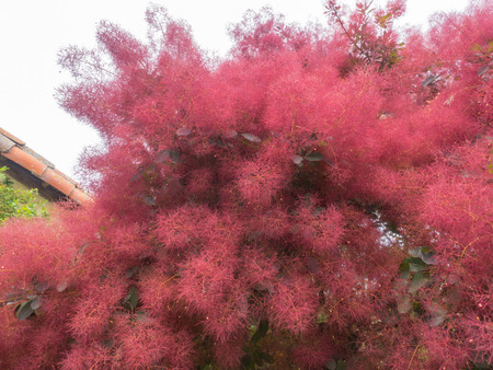 Smoke tree (Cotinus coggygria) is a species of flowering plant in the family Anacardiaceae, native to a large area from southern Europe, east across central Asia and the Himalayas to northern China.の写真素材