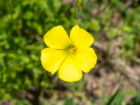 Bermuda buttercup (Oxalis pes-caprae) is a species of tristylous flowering plant in the wood sorrel family Oxalidaceae.の写真素材