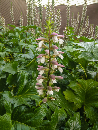 Bear's breeches (Acanthus mollis) is a herbaceous perennial plant with an underground rhizome in the genus Acanthus.の写真素材