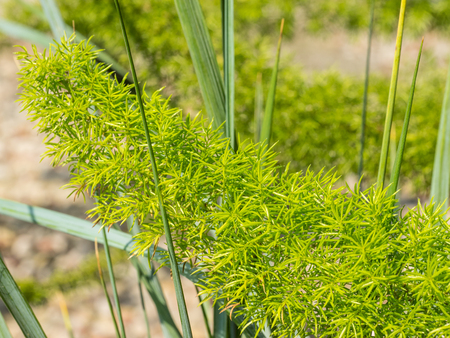 Plume asparagus (Asparagus densiflorus) is an evergreen perennial plant, closely related to the...