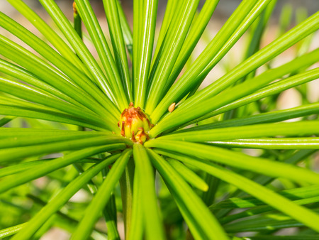 Japanese umbrella-pine (Sciadopitys verticillata) is a unique conifer endemic to Japan. It is the...