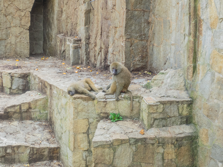 Yellow baboon (Papio cynocephalus) is a baboon in the family of old World monkeys.の写真素材
