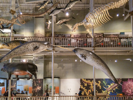 National Museums of Scotland incorporates the collections relating to Scottish antiquities, culture and history and collections covering science and technology, natural history, and world cultures.のeditorial素材