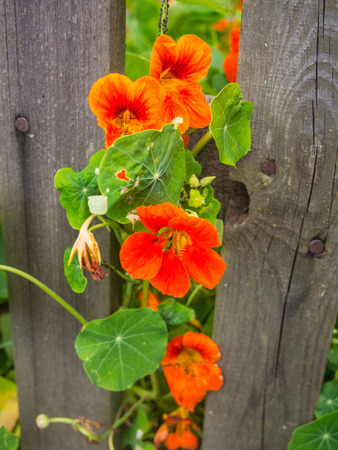 Garden Nasturtium (Tropaeolum majus) is a flowering plant in the family Tropaeolaceae, originating in the Andes from Bolivia north to Colombia.の写真素材