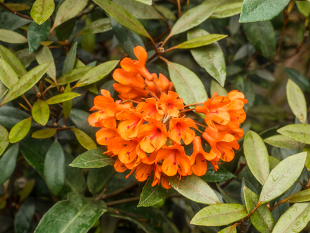 Rhododendron stenophyllum is easily recognized by its narrow, dark green, linear leaves and waxy orange campanulate blooms carried in umbels of up to five flowersの写真素材
