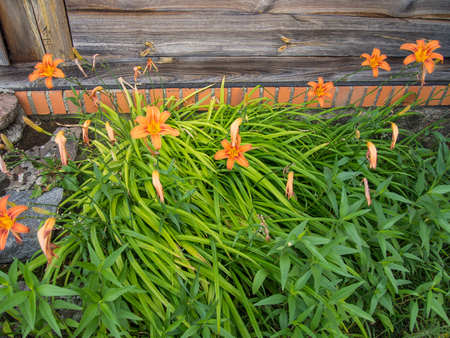 Orange Day-lily (Hemerocallis fulva) is a species of daylily native to Asia.の写真素材