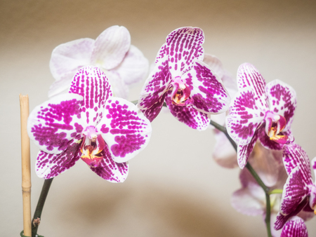 Phalaenopsis is a genus of approximately 60 species of orchids (family Orchidaceae). The abbreviation in the horticultural trade is Phal.の写真素材