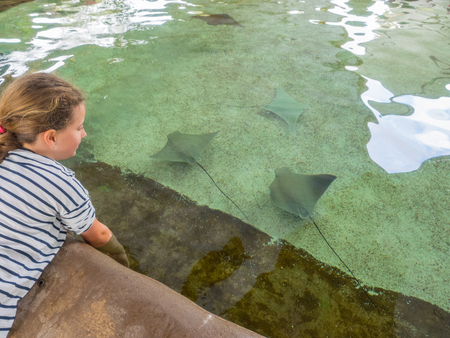 Golden cownose ray (Rhinoptera steindachneri) is a species of eagle ray, family Myliobatidae.の写真素材