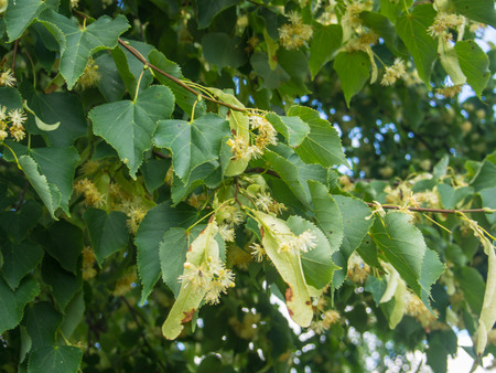 Small-leaved linden (Tilia cordata) is a species of Tilia native to much of Europeの写真素材