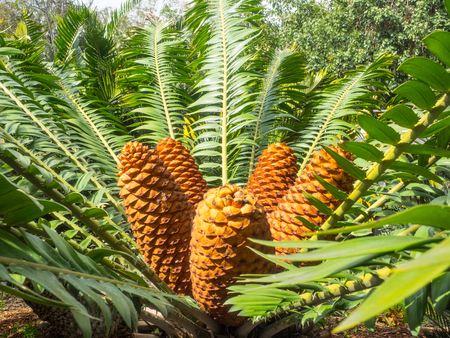 Gorongowe Cycad (Encephalartos manikensis) is a species of cycad that is native to Mozambique and Zimbabwe.の写真素材