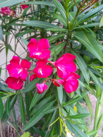 Nerium oleander is an evergreen shrub or small tree in the dogbane family Apocynaceae, toxic in all its parts.の写真素材