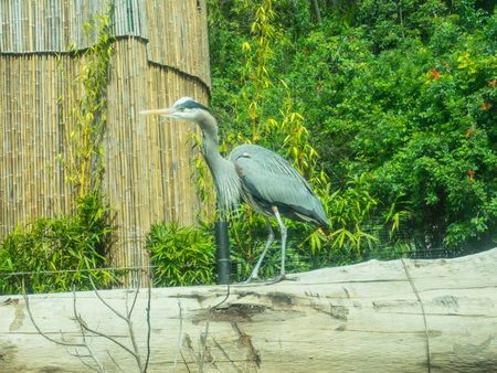 Great blue heron (Ardea herodias) is a large wading bird in the heron family Ardeidae, common near the shores of open water and in wetlands over most of North America and Central Americaの写真素材