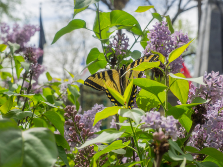 Western Tiger Swallowtail (Papilio rutulus) is a common swallowtail butterfly of western North America, frequently seen in urban parks and gardens, as well as in rural woodlands and riparian areas.の写真素材