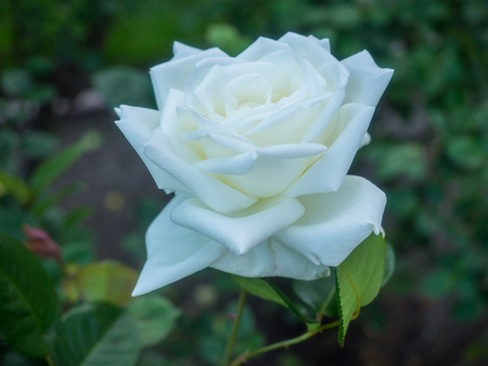Beautiful white rose in a garden on sunny dayの写真素材
