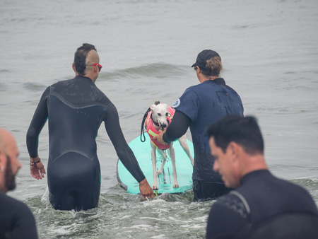 Pacifica, CA/USA - August 5, 2017: The second annual World Dog Surfing Championships brought together the top dog surfers and their humans.のeditorial素材