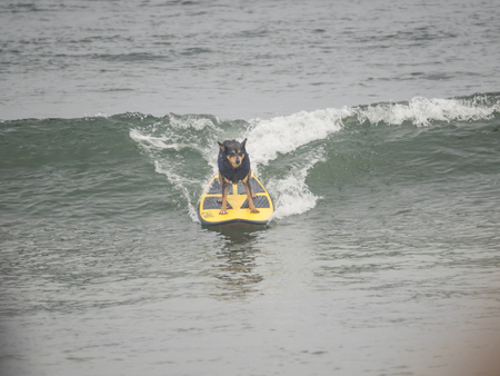 Pacifica, CA/USA - August 5, 2017: The second annual World Dog Surfing Championships brought together the top dog surfers and their humans.のeditorial素材
