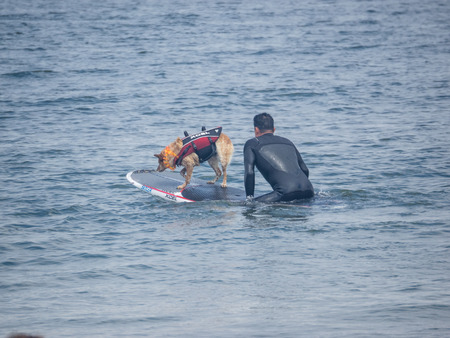 Pacifica, CA/USA - August 5, 2017: The second annual World Dog Surfing Championships brought together the top dog surfers and their humans.のeditorial素材