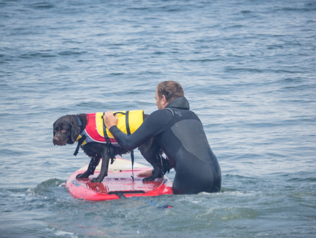 Pacifica, CA/USA - August 5, 2017: The second annual World Dog Surfing Championships brought together the top dog surfers and their humans.のeditorial素材
