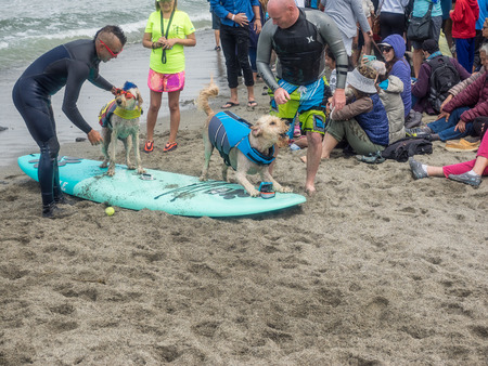 Pacifica, CA/USA - August 5, 2017: The second annual World Dog Surfing Championships brought together the top dog surfers and their humans.のeditorial素材
